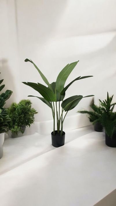 Ave Del Paraiso (Strelitzia) 90cm-2