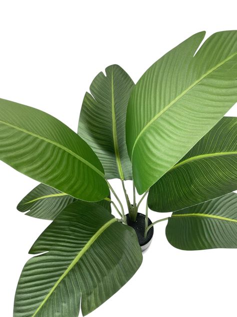 Ave Del Paraiso (Strelitzia) 90cm-4