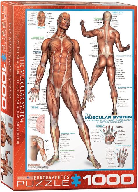 El Sistema Muscular-0