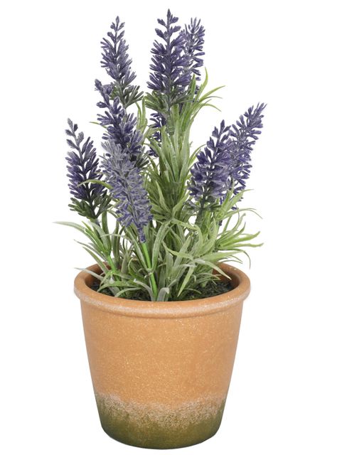 Mini Lavanda morada de 25 cm con macetero-1