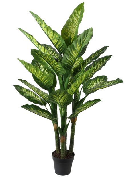 Difenbaquia de 150 cm-0