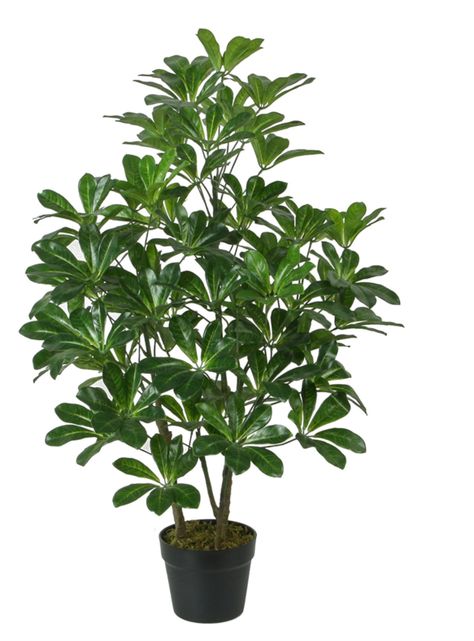 Cheflera hoja verde de 90 cm-0