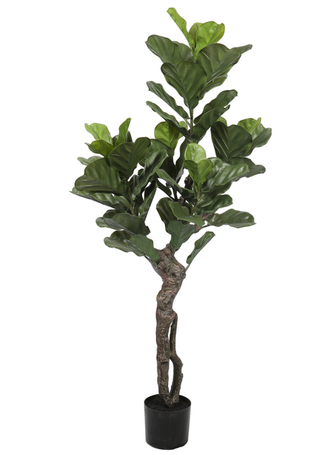 Ficus Lyrata de 150 cm, Protección UV-0
