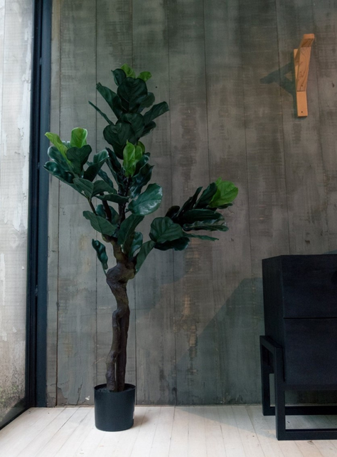 Ficus Lyrata de 150 cm, Protección UV-1