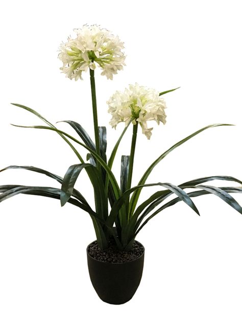Narciso Blanco de 80 cm-0