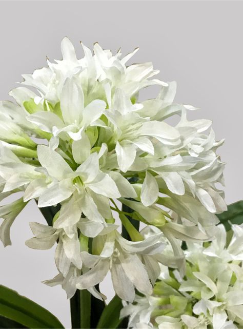 Narciso Blanco de 80 cm-2