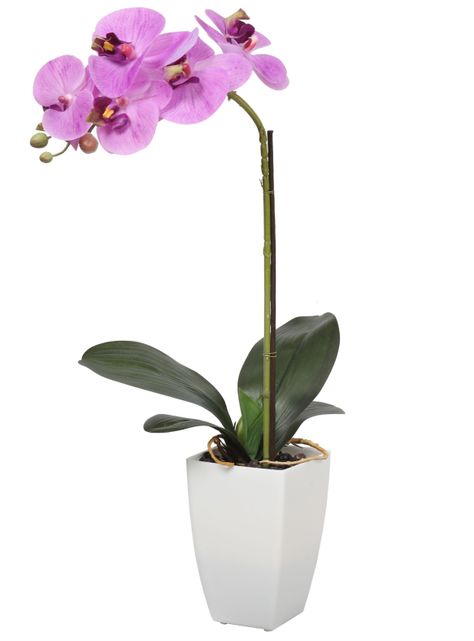 Orquídea morada de 52 cm en macetero-0