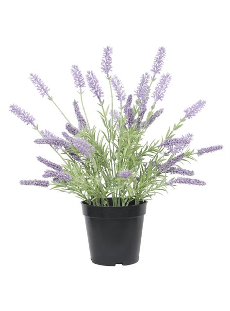 Lavanda lila de 35 cm en macetero-0