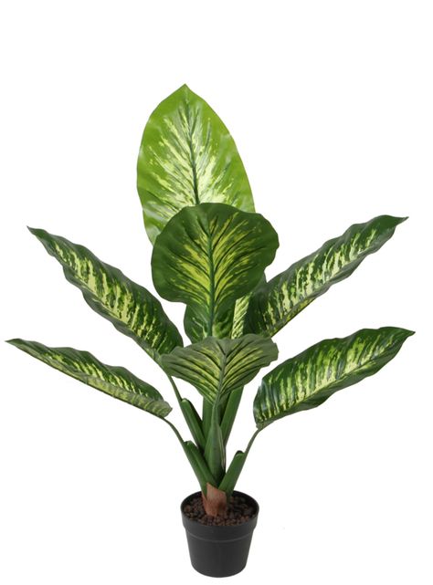 Difenbaquia de 90 cm-0