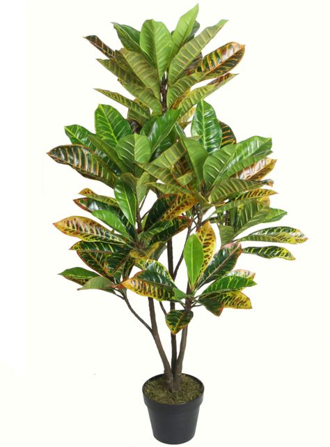 Crotón de 115 cm-0