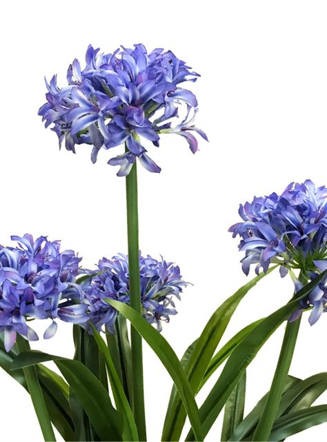 Narciso Morado de 100 cm-2