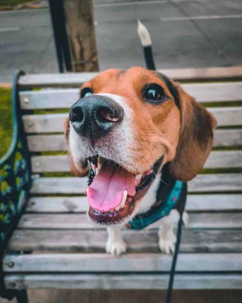 Plan Mensual 20 Paseos Para Mascota Cachorro-1