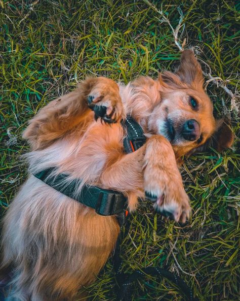 Plan Mensual 25 Paseos Para Mascota Cachorro-1