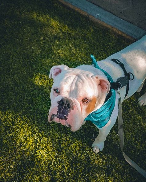 Plan Mensual 16 Paseos Para Mascota Adulto-1