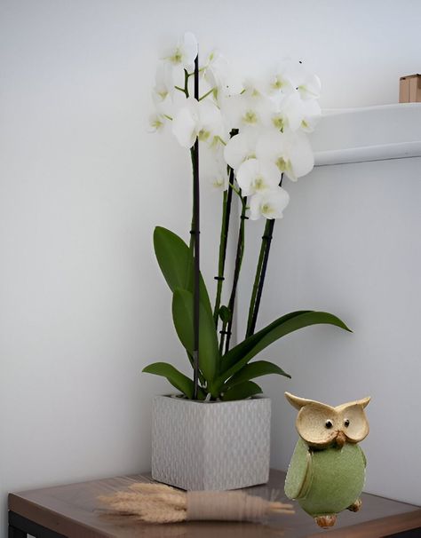 Set de 2 Estatua Búho Cerámica Decorativa Hogar Jhn-4