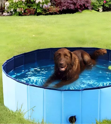 Piscina Pileta Plegable Para Mascotas Y Niños 120x30cm Jhn-2