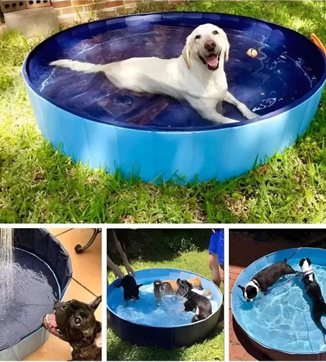 Piscina Pileta Plegable Para Mascotas Y Niños 120x30cm Jhn-3