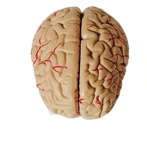 Cerebro con arterias desarmable-0