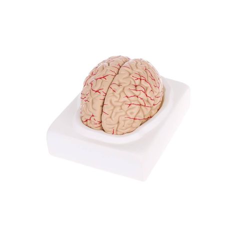 Cerebro con arterias desarmable-1