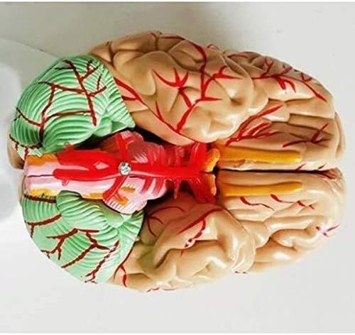 Cerebro con arterias desarmable-3