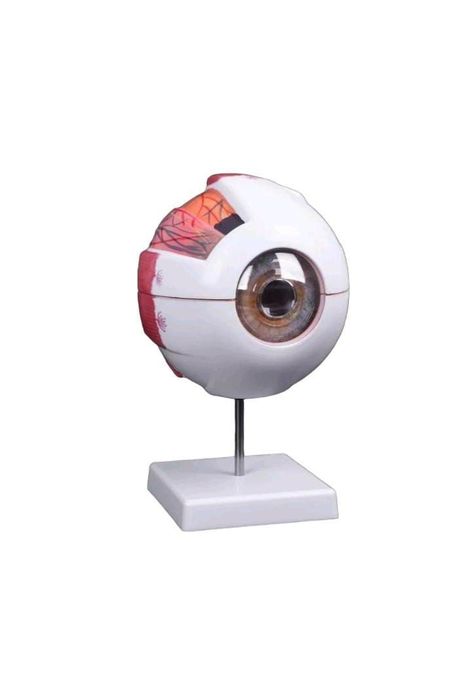 Ojo Humano - Modelo Anatómico Desarmable-0