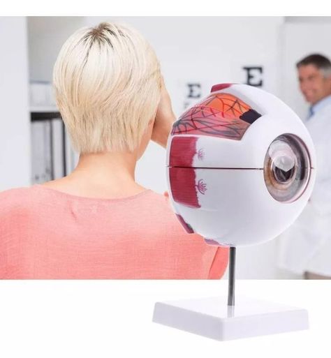 Ojo Humano - Modelo Anatómico Desarmable-1