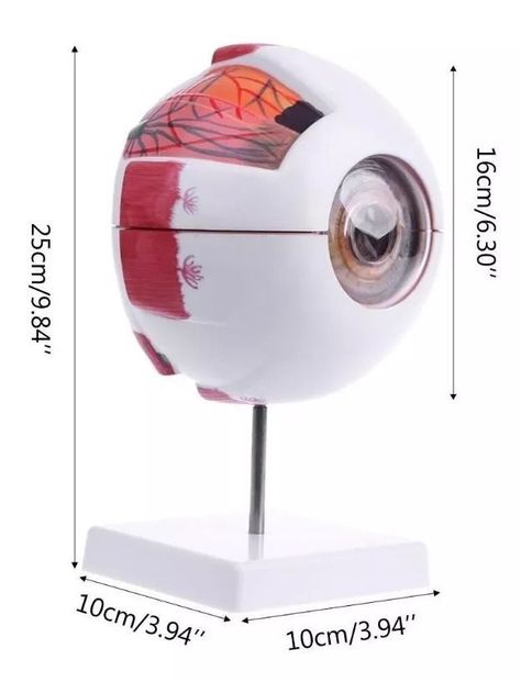 Ojo Humano - Modelo Anatómico Desarmable-2
