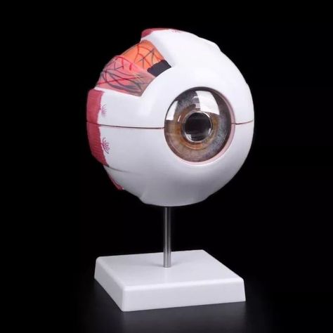Ojo Humano - Modelo Anatómico Desarmable-3