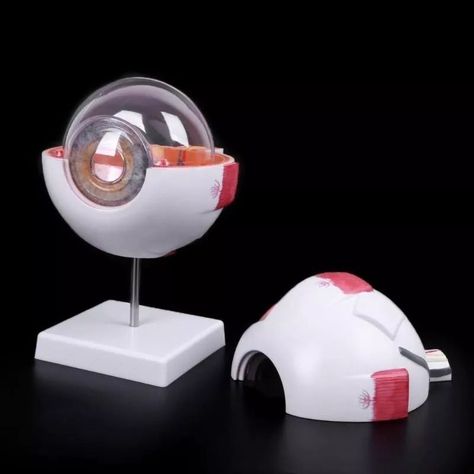 Ojo Humano - Modelo Anatómico Desarmable-4