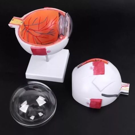 Ojo Humano - Modelo Anatómico Desarmable-6