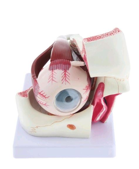 Ojo Humano - Modelo Anatmico Desarmable-0