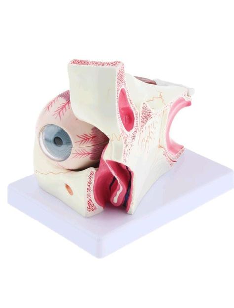 Ojo Humano - Modelo Anatmico Desarmable-5