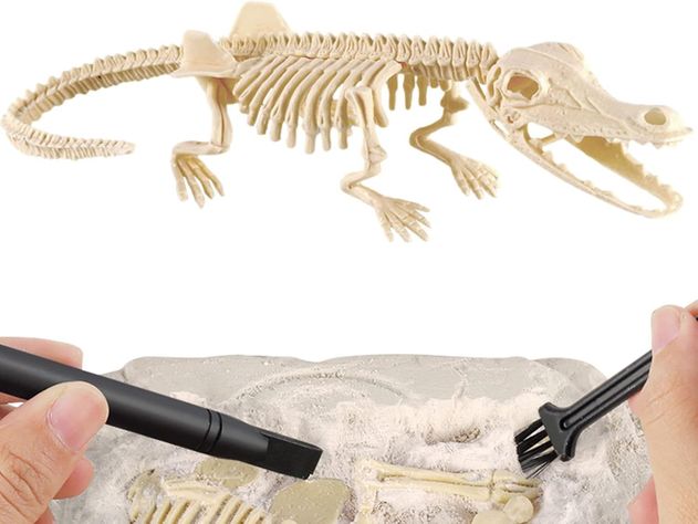 Jurásico Animal Dinosaurio Esqueleto Fósil Set De 6 Pcs-2