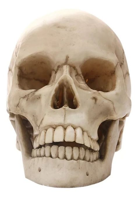 Maqueta De Cráneo Humano Modelo Anatómico.-0