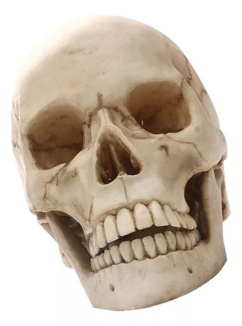 Maqueta De Cráneo Humano Modelo Anatómico.-6