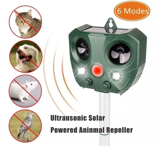  Insecto Y Animales Ultrasonido-1