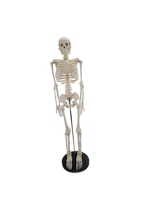 Esqueleto 85 Cm - Modelo Anatómico-0