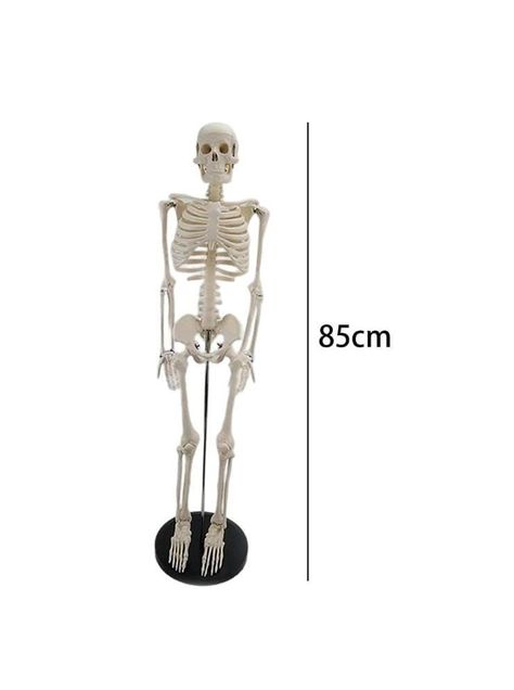 Esqueleto 85 Cm - Modelo Anatómico-2