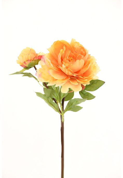 Peonia 54Cm Damasco-0