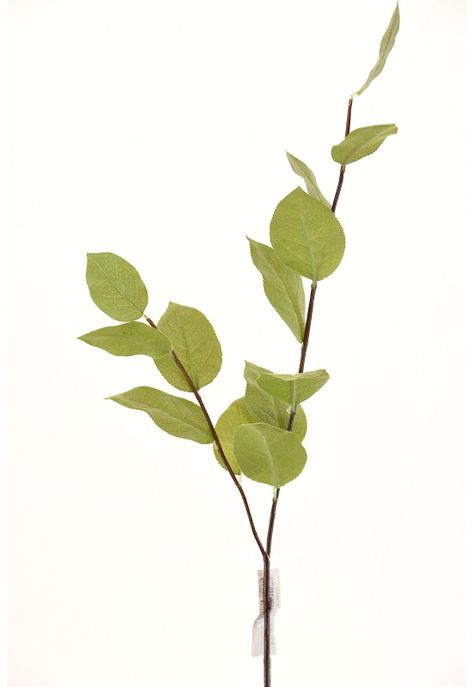 Hoja Manzano-0
