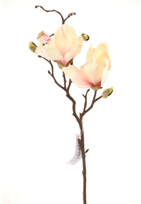 Magnolio 50Cm Crudo-0
