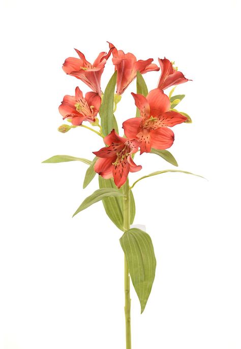 Astromelia 63Cm Rojo-0
