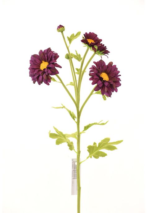 Margarita 66Cm Morado-0