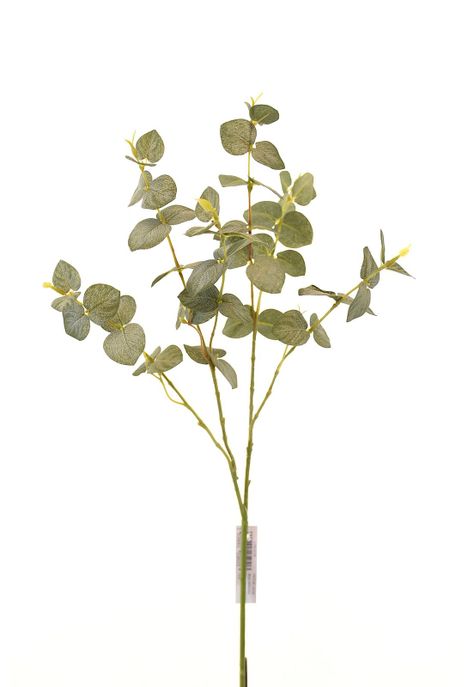 Hoja Eucalipto-0