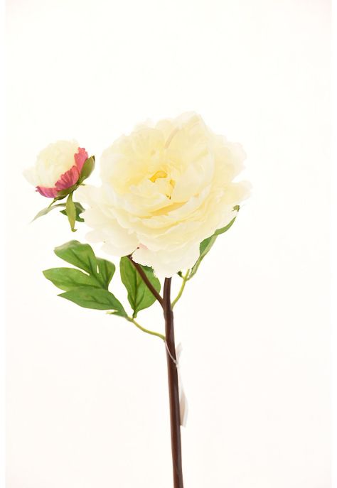 Peonia 54Cm Blanco-0