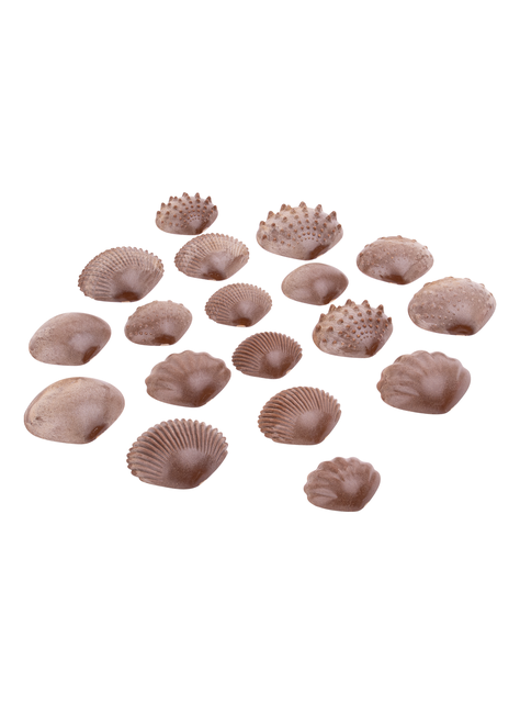 SET DE CONCHAS CON TEXTURA-0