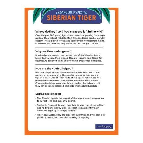 TIGRE SIBERIANO 300 PCS, PELIGRO DE EXTINCION-3