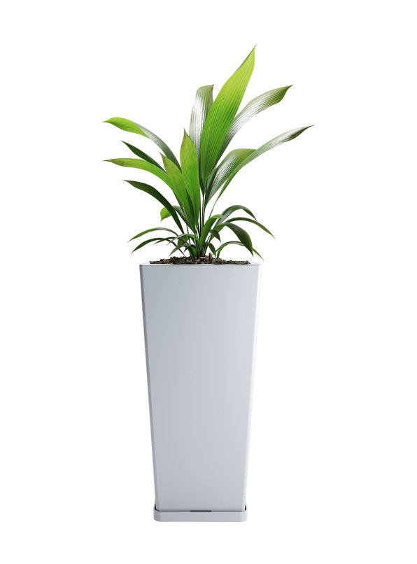 Gris Perla