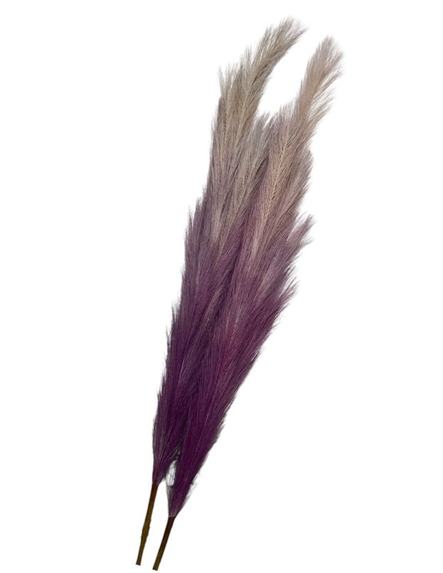 Morado
