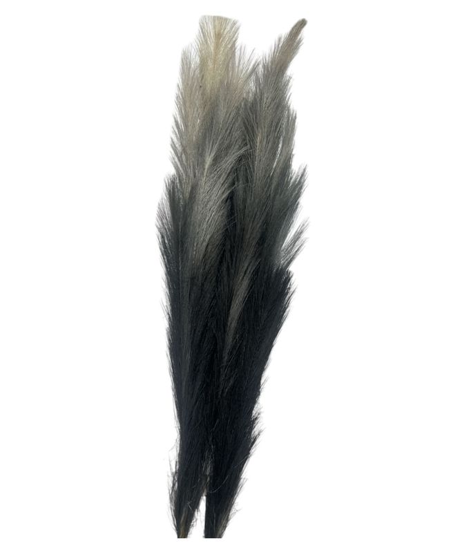 Negro